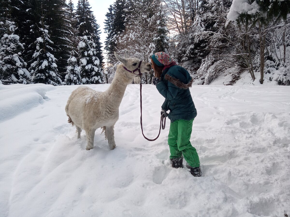 lama tour mieten